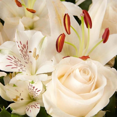 Pure White: Lirios y Rosas highlight Pure White: Lirios y Rosas highlight