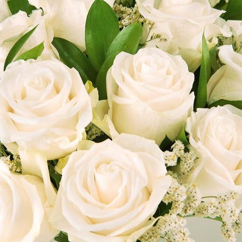 Rose's Elegance: Rosas Blancas highlight Rose's Elegance: Rosas Blancas highlight