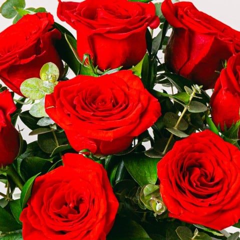 Amor Vibrante: Rosas Rojas highlight Amor Vibrante: Rosas Rojas highlight