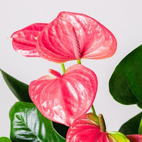 Heart Beats: Anturio Rosa highlight Heart Beats: Anturio Rosa highlight