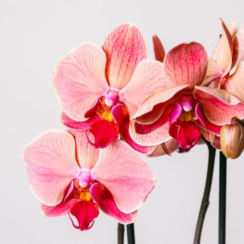Reflejo del Amor: Orquídea Tigre highlight Reflejo del Amor: Orquídea Tigre highlight