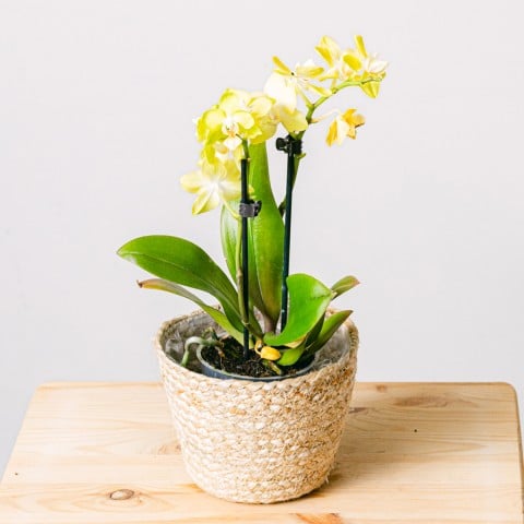 Yellow Rising: Orquídea Amarilla Yellow Rising: Orquídea Amarilla