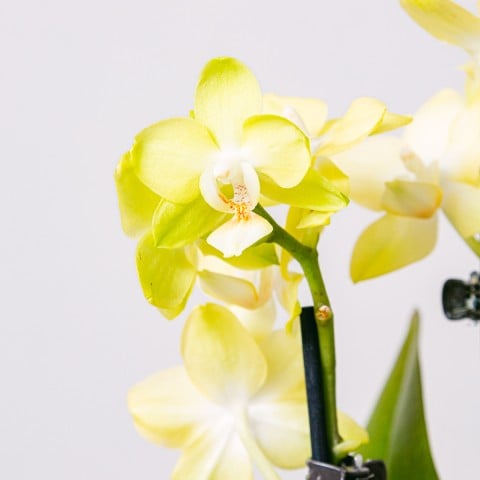 Yellow Rising: Orquídea Amarilla highlight Yellow Rising: Orquídea Amarilla highlight