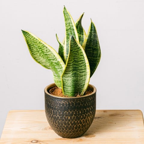 Spotted Jungle: Sansevieria Spotted Jungle: Sansevieria