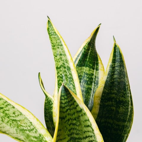 Spotted Jungle: Sansevieria highlight Spotted Jungle: Sansevieria highlight