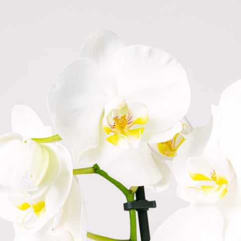 Snowflakes Dance: Orquídea Blanca highlight Snowflakes Dance: Orquídea Blanca highlight