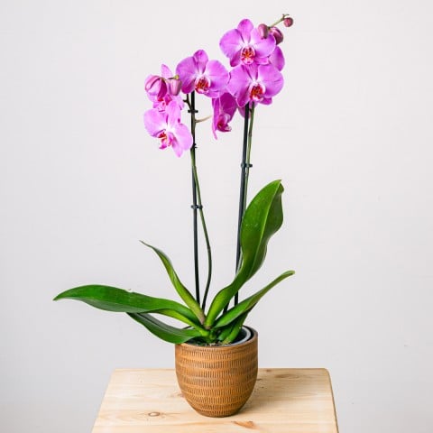 Purple Gospel: Orquídea Morada Purple Gospel: Orquídea Morada