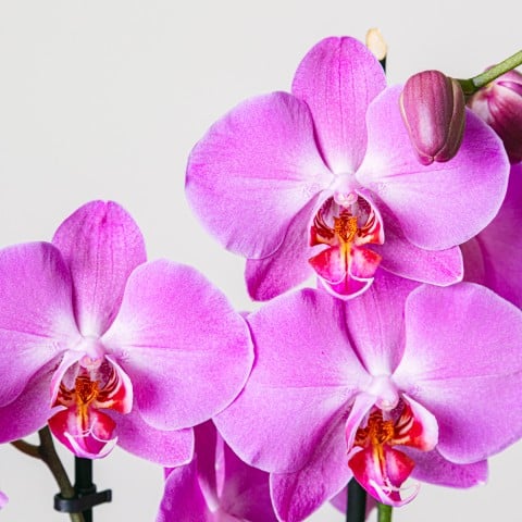 Purple Gospel: Orquídea Morada highlight Purple Gospel: Orquídea Morada highlight