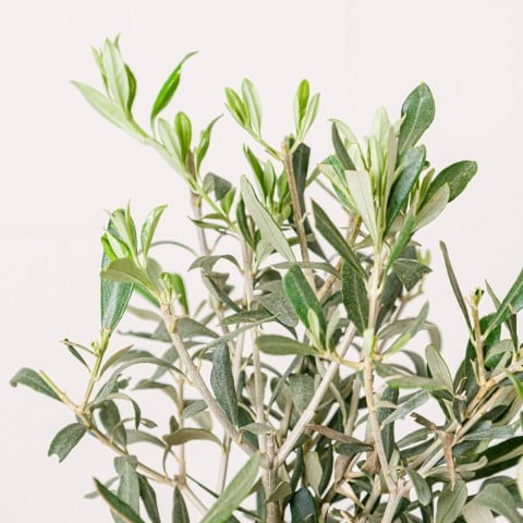 Mediterranean Peace: Mini Olivo highlight Mediterranean Peace: Mini Olivo highlight