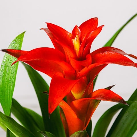 Corazón en Flor: Bromelia Roja highlight Corazón en Flor: Bromelia Roja highlight