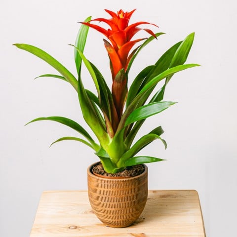 Corazón en Flor: Bromelia Roja Corazón en Flor: Bromelia Roja