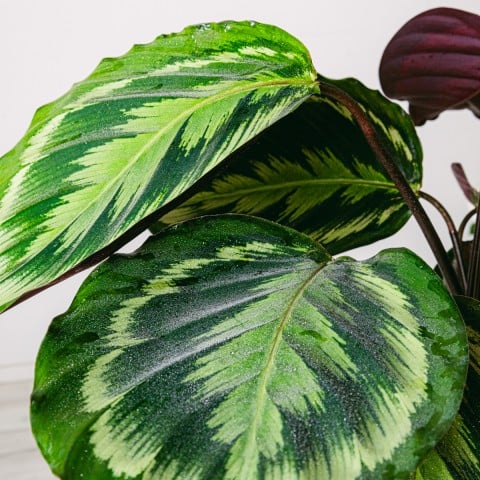 Exotic Dance: Calathea Medallion highlight Exotic Dance: Calathea Medallion highlight