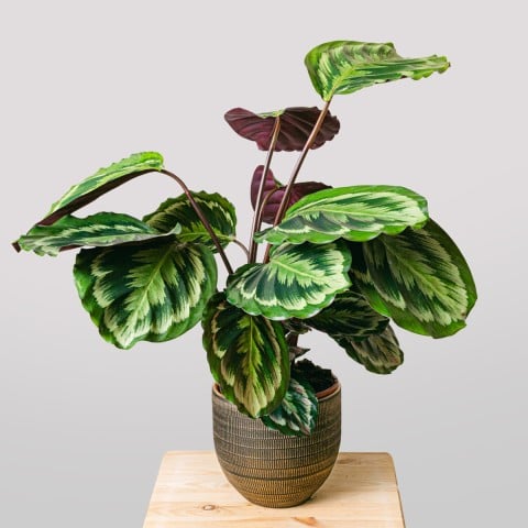 Exotic Dance: Calathea Medallion Exotic Dance: Calathea Medallion