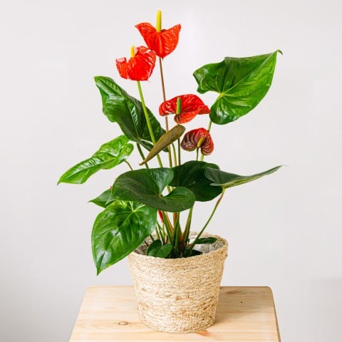 True Affection: Anturio Rojo True Affection: Anturio Rojo