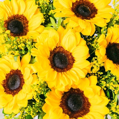Melodía Dorada: Girasoles y Solidago highlight Melodía Dorada: Girasoles y Solidago highlight