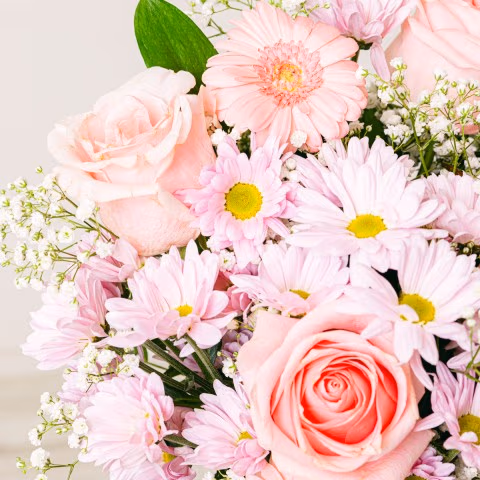 Dressed in Pink: Rosas y Gerberas highlight Dressed in Pink: Rosas y Gerberas highlight