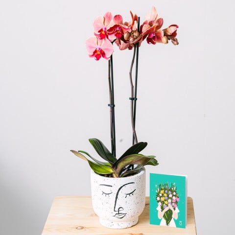 Rayos de Felicidad: Orquídea, maceta y tarjeta Rayos de Felicidad: Orquídea, maceta y tarjeta