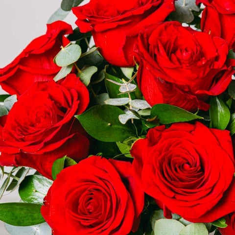 Amor Eterno: Rosas Rojas highlight Amor Eterno: Rosas Rojas highlight