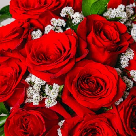 Amor Clásico: 12 Rosas Rojas highlight Amor Clásico: 12 Rosas Rojas highlight