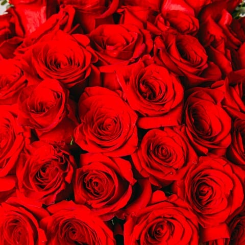 Amor Eterno: 40 Rosas Rojas highlight Amor Eterno: 40 Rosas Rojas highlight