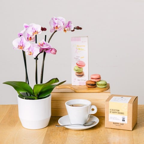 Tea Orchid: Mini Orquídea y Té Tea Orchid: Mini Orquídea y Té