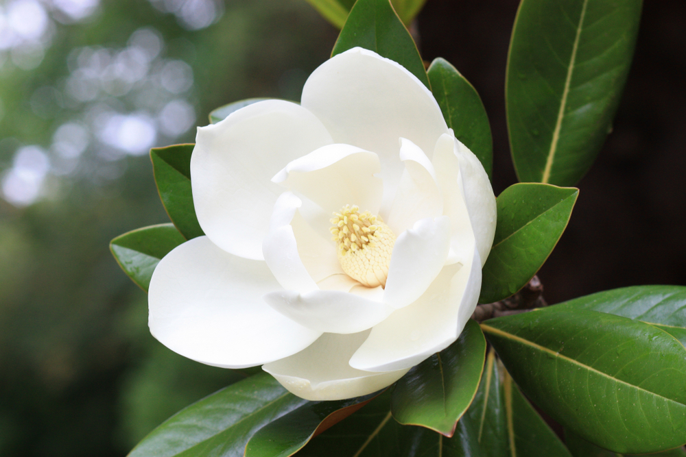 Details 100 imagen flor de la magnolia fotos