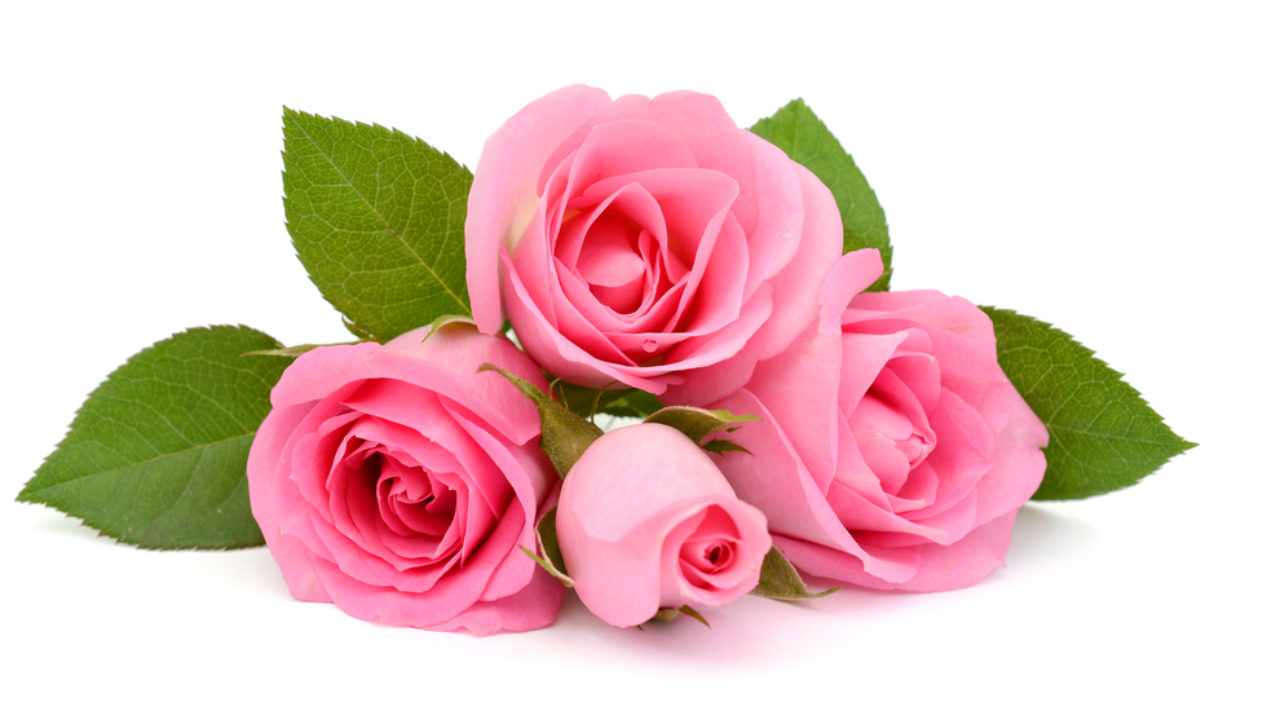 operador Por qué no trolebús Rosas Rosas, La Elegancia de los Tonos Rosados | FloraQueen ES