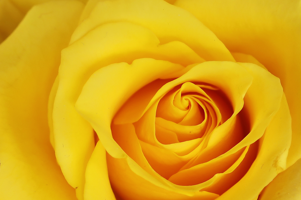 Rosas Amarillas – ¿En Que Quedan Bien? » FloraQueen ES